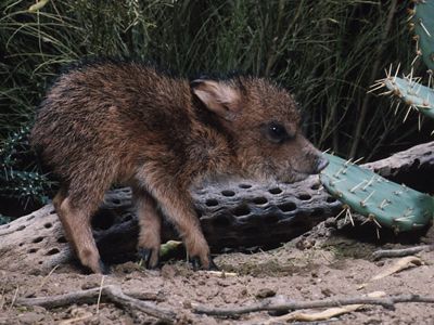A close-up, profile view of baby javelina in the desert.