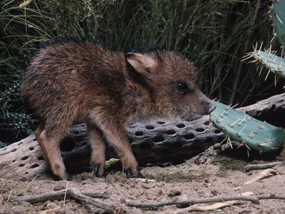 baby javelina