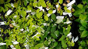 Young ash seedlings are being bred for resistance to Emerald ash borer at the USDA Forest Service's Northern Research Station in Delaware, Ohio.