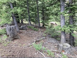 Stumps show evidence of timber harvest activity in a forest.