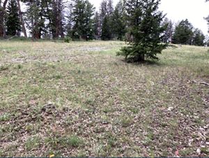 Pine trees grow at the edge of an open, grassy meadow.