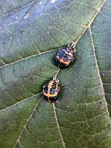 Two beetles sit on a dark green leaf. The insects have a black body with a reddish cream marking on the back. Two black stripes on their backs resemble wings.