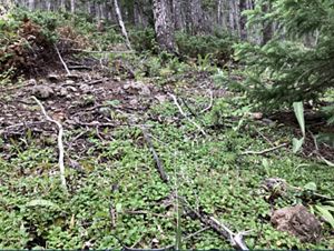 A flowering vine covers the forest floor.