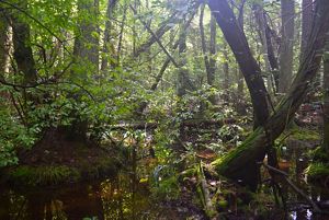 A view of a freshwater wetland in Delaware with dense Atlantic White Cedar trees.