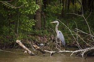 A great blue heron stands in water at the edge of a forest.