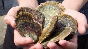 NativeAustralian Flat Oysters also known as Mud Oysters