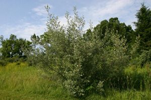 Silvery green leaves of invasive shrub autumn olive.