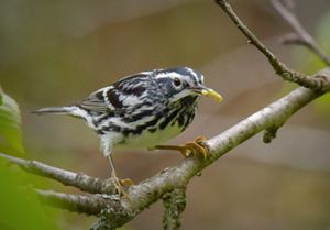 A black-and-white warbler perches on a branch and has a small worm in its beak.