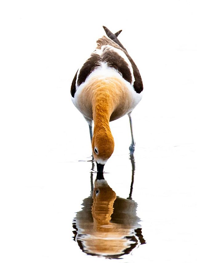 A bird with long legs standing in a shallow lake and sticking its beak in the water; its image is reflected in the water's surface.