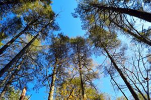 A view from the forest floor looking up at a tree canopy.