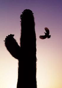 A bird spanning its wings flies toward the top of a saguaro cactus during dusk. 