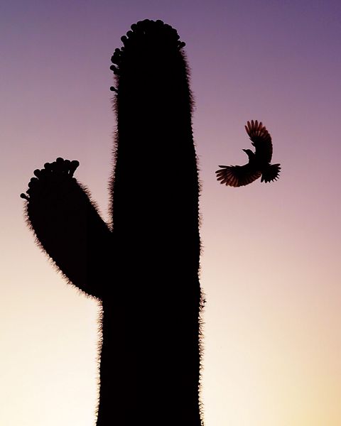 gila woodpecker flying to saguaro