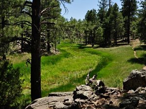 A forested meadow with green grass in Mogollan Rim near Sycamore Canyon and Williams, Arizona.
