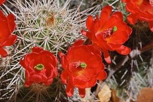 Bright orange cactus blooms amidst cactus spines.