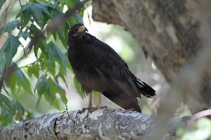 A large black bird with a yellow beak and feet stands on a tree branch.