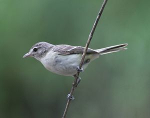 A small grey and white bird is perched on a thin vertical branch.