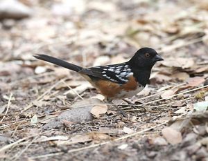 A small black, orange and white bird stand on the ground with dried leaves around it.