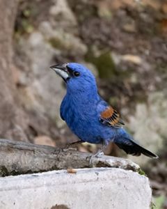 A cobalt blue bird is perched on a piece of wood.
