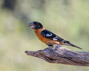 Close-up of a small, orange and black bird sitting on a piece of wood.