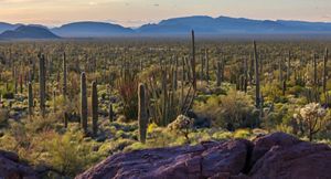 View of the Organ Pipe Cactus National Monument, showing a large rock in the foreground and hundreds of saguaro cacti in the background just before sunset.