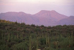 Desert at sunset. 