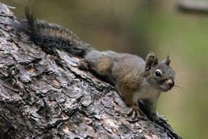 Squirrel perched on a tree branch 