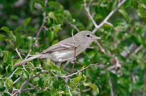 Close-up of a small, grey bird perched on a thin branch.