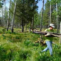 A volunteer hauls wood at a forest restoration site.