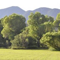 A cottonwood forest in a lush green field.