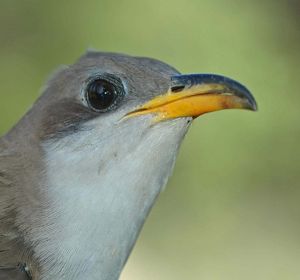 Close-up of a white and grey bird with a bright yellow beak.