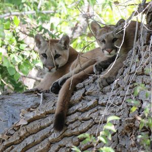 Mountain lion mother and cub laying in a tree.