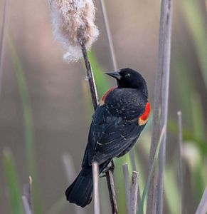 A black bird with small, bright red features is perched on a tall plant.