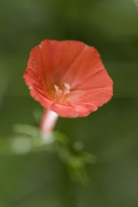 Closeup of a red flower.