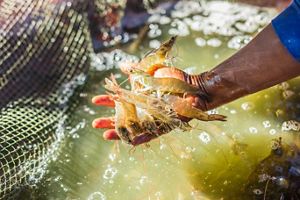 A farmer holds about 7 shrimp in his open palm.