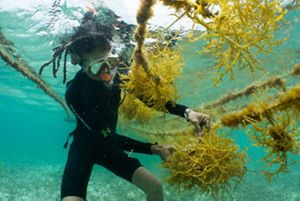 Mariko Wallen harvests seaweed on her and Louis Godfrey’s farm in Placencia, Belize.