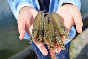 An up-close image of a pair of hands holding six shrimp.