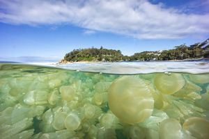A waterline shot - a densely packed smack of jelly blubbers below the water and the beach and coast above the water