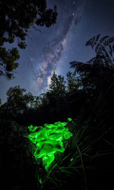 Glowing green mushrooms