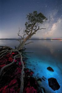 A lone tree against a backdrop of a starry night sky and bright blue bioluminescence in the water.