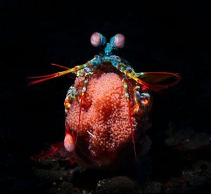 A blue Peacock Mantis protecting a clutch of red eggs.
