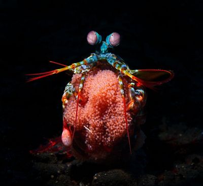 A blue shrimp sitting on a ball of tiny red eggs
