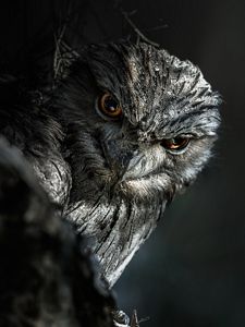 A young Tawny Frogmouth owl.