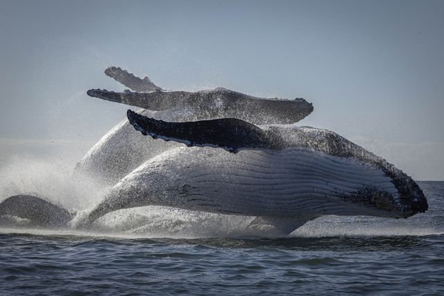 Two whales side by side leaping out of the water.