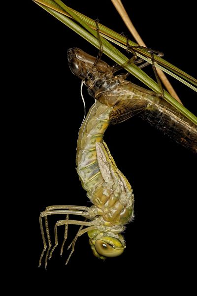 An insect hanging upside down removing itself from it's previous 'skin'.