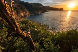 Looking over the shrub and cliffs to the ocean at sunrise.