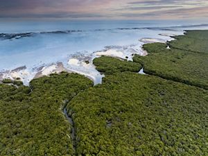 Aerial image of a beach with some plant cover.