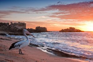 pelican on a beach at sunset