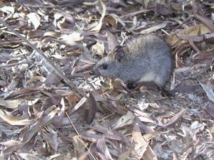 Black-footed Tree Rat