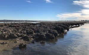 remnant reef 