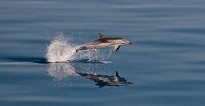 Dolphin jumping